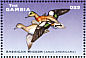 American Wigeon Mareca americana  2001 Ducks  MS MS MS