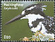 Pied Kingfisher Ceryle rudis  2009 Birds of Gambia 