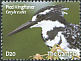 Pied Kingfisher Ceryle rudis