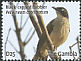 Blackcap Babbler Turdoides reinwardtii  2009 Birds of Gambia 