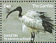 African Sacred Ibis Threskiornis aethiopicus