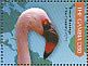 Lesser Flamingo Phoeniconaias minor  2011 Birds of Africa  MS MS