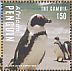 African Penguin Spheniscus demersus