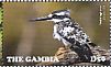 Pied Kingfisher Ceryle rudis  2015 Kingfishers Sheet