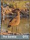 Hamerkop Scopus umbretta