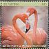 Greater Flamingo Phoenicopterus roseus