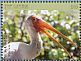 Yellow-billed Stork Mycteria ibis