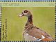 Egyptian Goose Alopochen aegyptiaca