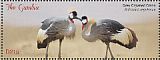 Grey Crowned Crane Balearica regulorum  2018 Grey Crowned Crane  MS