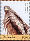 Yellow-billed Kite Milvus aegyptius