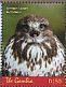 Common Buzzard Buteo buteo  2018 Birds of prey Sheet