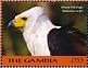 African Fish Eagle Icthyophaga vocifer