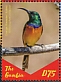 Orange-breasted Sunbird Anthobaphes violacea  2019 Sunbirds of Africa Sheet