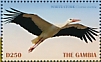 White Stork Ciconia ciconia  2019 White Stork  MS