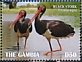 Black Stork Ciconia nigra  2019 Black Stork Sheet