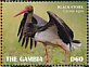 Black Stork Ciconia nigra  2019 Black Stork Sheet