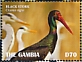 Black Stork Ciconia nigra  2019 Black Stork Sheet