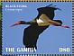 Black Stork Ciconia nigra  2019 Black Stork Sheet