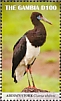 Abdim's Stork Ciconia abdimii  2019 Abdims Stork Sheet
