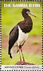 Abdim's Stork Ciconia abdimii