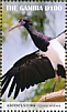 Abdim's Stork Ciconia abdimii  2019 Abdims Stork Sheet