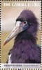 Abdim's Stork Ciconia abdimii  2019 Abdims Stork Sheet