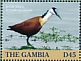 African Jacana Actophilornis africanus  2019 African Jacana Sheet