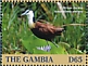 African Jacana Actophilornis africanus  2019 African Jacana Sheet