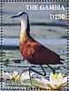 African Jacana Actophilornis africanus