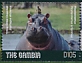 Yellow-billed Oxpecker Buphagus africanus  2019 Hippos 4v sheet