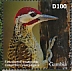 Fine-spotted Woodpecker Campethera punctuligera  2020 Woodpecker Sheet