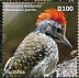 African Grey Woodpecker Dendropicos goertae  2020 Woodpecker Sheet