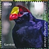 Violet Turaco Tauraco violaceus