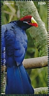 Violet Turaco Tauraco violaceus