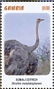 Somali Ostrich Struthio molybdophanes