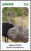 Somali Ostrich Struthio molybdophanes