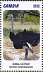 Somali Ostrich Struthio molybdophanes  2020 Somali Ostrich Sheet