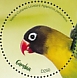 Yellow-collared Lovebird Agapornis personatus