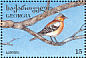 Eurasian Chaffinch  Fringilla coelebs