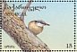 Eurasian Nuthatch  Sitta europaea