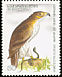Short-toed Snake Eagle Circaetus gallicus  2007 Eagles 