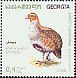 Grey Partridge Perdix perdix