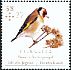 European Goldfinch Carduelis carduelis