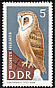 Western Barn Owl Tyto alba  1967 Protected birds 