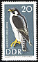 Peregrine Falcon Falco peregrinus