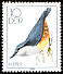 Eurasian Nuthatch Sitta europaea  1979 Songbirds 