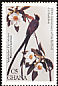 Fork-tailed Flycatcher Tyrannus savana  1985 Audubon 
