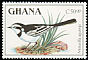 African Pied Wagtail Motacilla aguimp  1989 Birds 