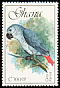 Grey Parrot Psittacus erithacus  1989 Birds 