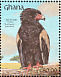 Bateleur Terathopius ecaudatus